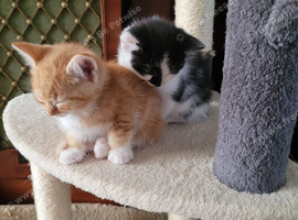 6 Kittens URGENT sale.