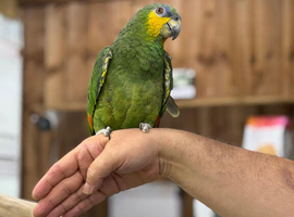 Amazon parrot