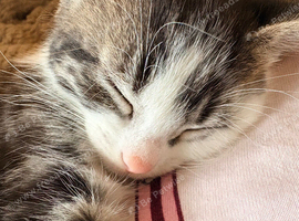 Kittens