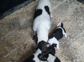 1 bitch  1 dog                   the boy with blaze now found home