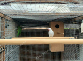 Ringneck parakeets