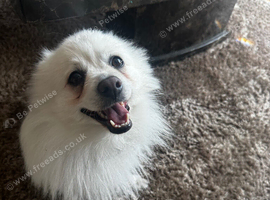 White Pom For sale