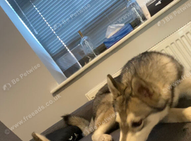 Huskies 2 male Brothers