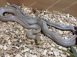 Kenyan sand boa and corn snake for sale