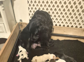 Working cocker spaniel