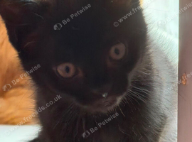 10 week old female kitten