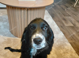 Male cocker spaniel