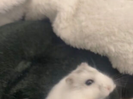 hamster