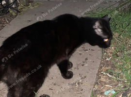 Male cat