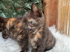 FLUFFY CALICO FEMALE KITTENS TO RESERVE