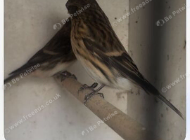Redpolls for sale