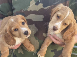 Cocker Spaniel puppies for sale