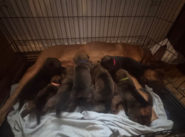 Belgian malinois puppies