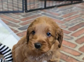 Cockapoo Puppies