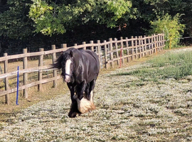 Traditional cob mare