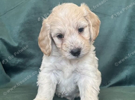 Ready now - Gorgeous Cockapoo puppies mum is Show Cocker x miniature Poodle- Dad is a miniature Poodle - Puppies 3/4 Poodle