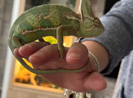 Male Yemen Chameleon for sale for only &pound;140