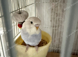 Violet and white baby budgie