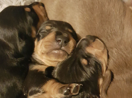 Adorable Miniature Dachshunds