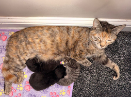 Kittens