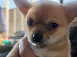 Pom-chi babies seeking forever homes