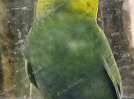 Rainbow hen
