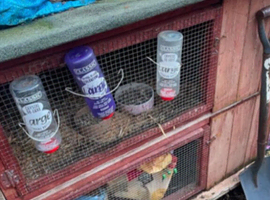 Rabbit for sale