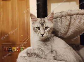 Gorgeous maine coon kittens