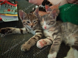 Litter of 5 beautiful playful kittens