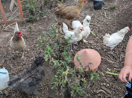 Laying hens