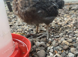 6 week old chicks