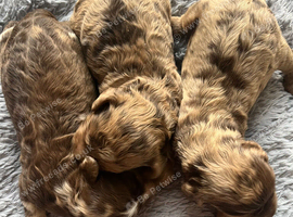 Superb F1 Cockapoo puppies
