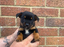 Jack Russell pups