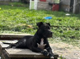 Beautiful 8 month old boy