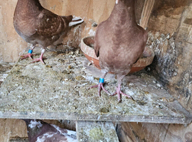 Pigeons