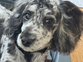 Cockerpoo