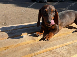 1 female teckel puppy for sale 14 weeks old