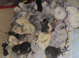 Day old chicks hatched 9/4/26