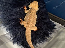 Bearded dragon