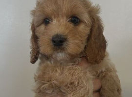 Ready Now Last 2 beautiful cockapoo puppies