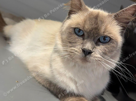 Beautiful ragdoll cross kittens