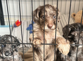 doxiepoo pups 1x female 4x male