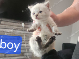 Maine coon/Persian 4 weeks old