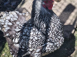 Silver Wyandotte large fowl hatching eggs