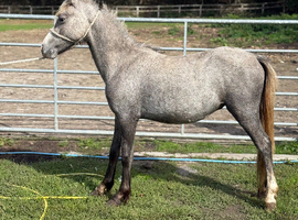Welsh a yearling colt