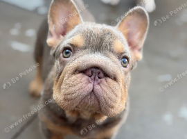 Isabella and tan female french bulldog