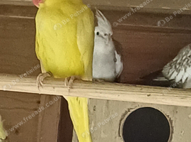 Yellow ringneck female