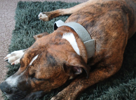 11month old presa x staffie