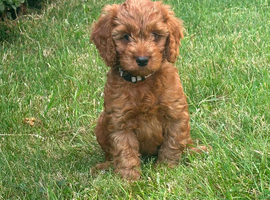 Hereditary Clear Red Cockapoo&rsquo;s
