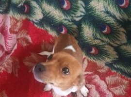 jack russel